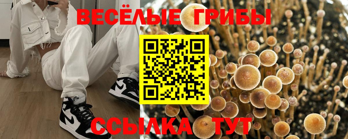 Псилоцибиновые грибы Psilocybine cubensis Ленинск-Кузнецкий